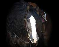 husband-safe-gypsy-vanner-horse