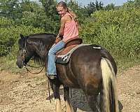 kid-safe-gypsy-vanner-horse