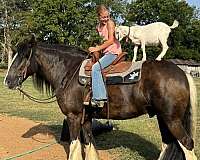 flashy-gypsy-vanner-horse