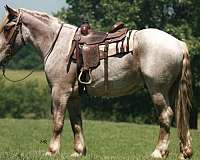 driving-draft-horse