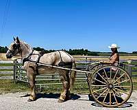 athletic-draft-horse