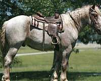 flashy-draft-horse