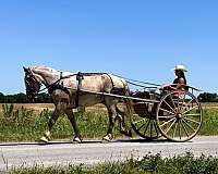 ranch-work-draft-horse