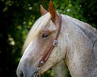 parade-draft-horse