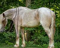 performance-draft-horse