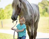 trail-draft-horse