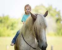 trail-riding-draft-horse