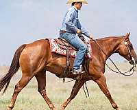 calf-roping-quarter-horse