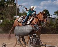 husband-safe-quarter-horse