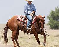 ranch-versatility-quarter-horse