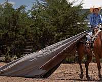 ranch-work-quarter-horse