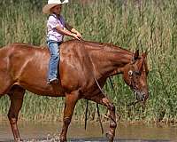 trail-quarter-horse