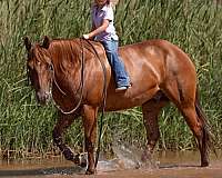 trail-riding-quarter-horse