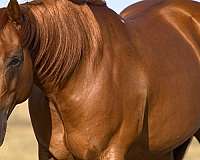 western-riding-quarter-horse