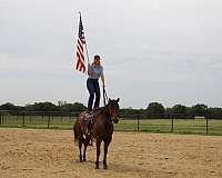 calf-roping-quarter-horse