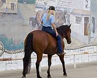 cowboy-mounted-shooting-quarter-horse