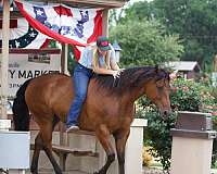 husband-safe-quarter-horse