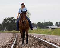 ranch-versatility-quarter-horse