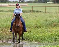 rodeo-quarter-horse