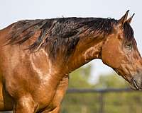 reining-quarter-horse