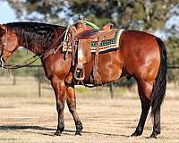 ranch-work-quarter-horse