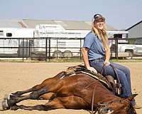 calf-roping-quarter-horse