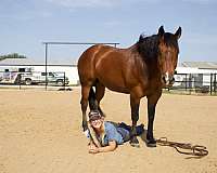 husband-safe-quarter-horse