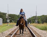 ridden-english-quarter-horse