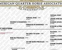 rodeo-quarter-horse