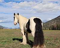 barrel-gypsy-vanner-horse