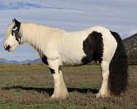 athletic-gypsy-vanner-horse