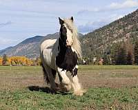 barrel-racing-gypsy-vanner-horse