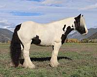 driving-gypsy-vanner-horse