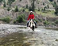 flashy-gypsy-vanner-horse