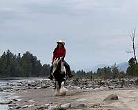 kid-safe-gypsy-vanner-horse