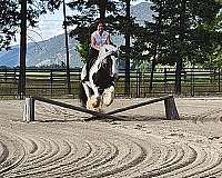 parade-gypsy-vanner-horse