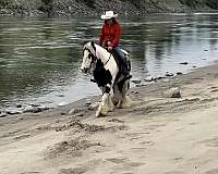 performance-gypsy-vanner-horse