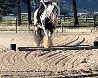 lesson-gypsy-vanner-horse