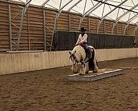 show-gypsy-vanner-horse