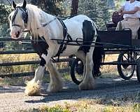 ridden-english-gypsy-vanner-horse