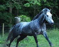 calf-roping-gypsy-vanner-pony