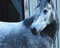 cross-gypsy-vanner-pony