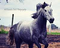 ranch-work-gypsy-vanner-pony