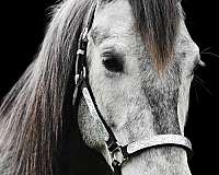 ridden-english-gypsy-vanner-pony