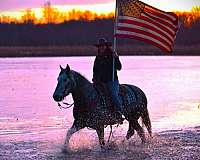 ridden-western-gypsy-vanner-pony