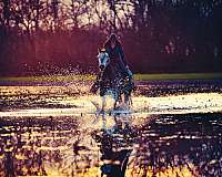 flashy-gypsy-vanner-pony