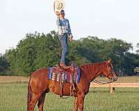 calf-roping-quarter-horse