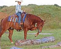 husband-safe-quarter-horse