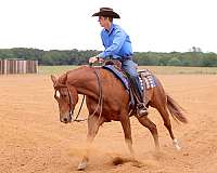 rodeo-quarter-horse