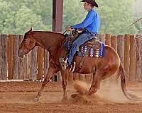 reining-quarter-horse